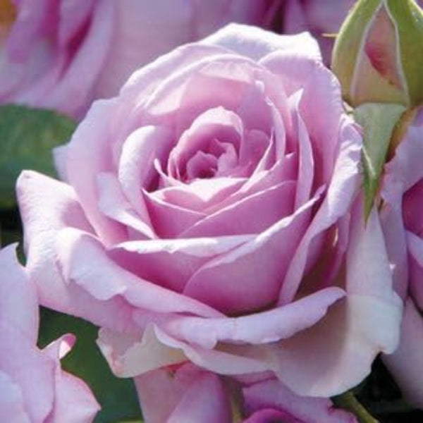 Rosa spp. Seeds – Lavender