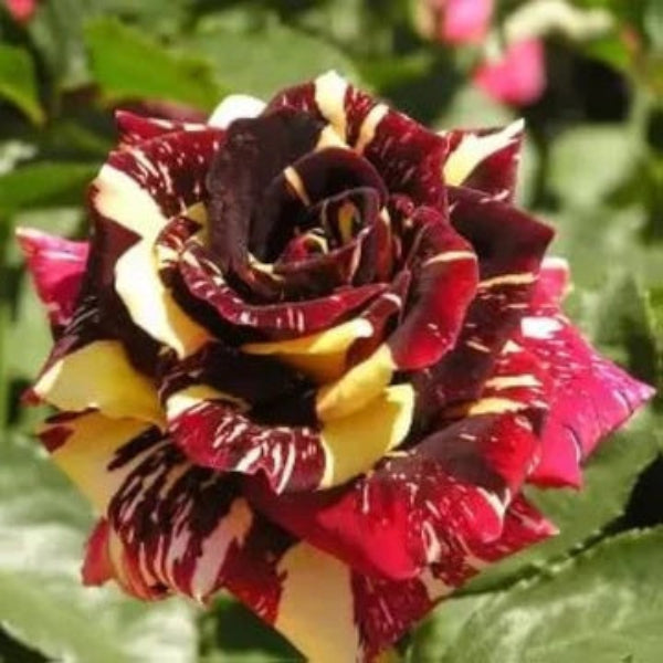 Rosa spp. Seeds – Marron Cream Rose