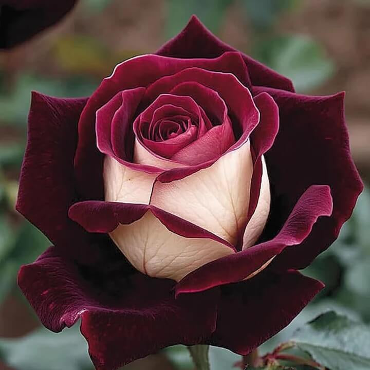 Rosa spp. Seeds – Marron & White