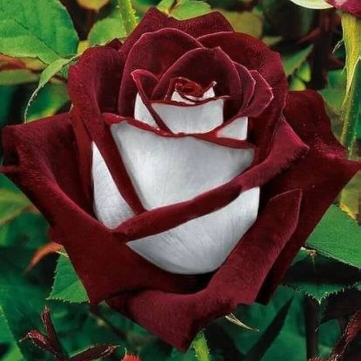 Rosa spp. Seeds – Marron & White