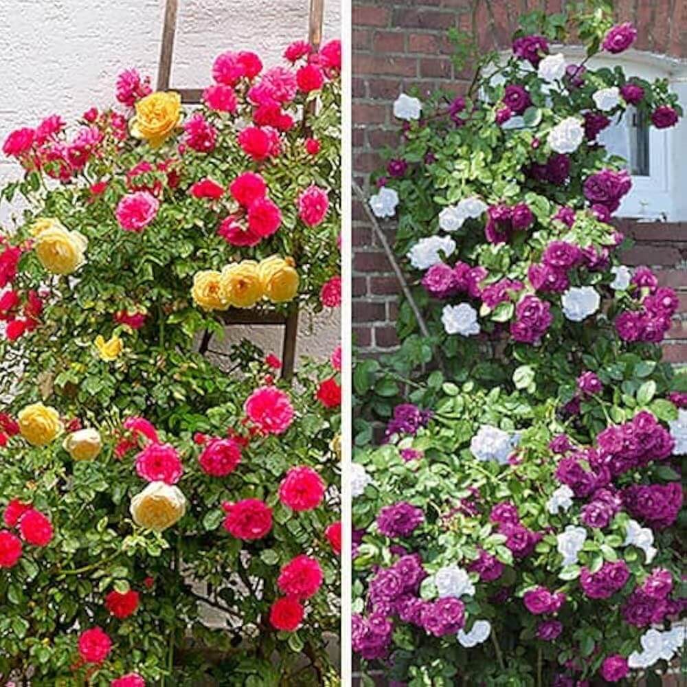 Rosa spp. Seeds – Mixed Climbing
