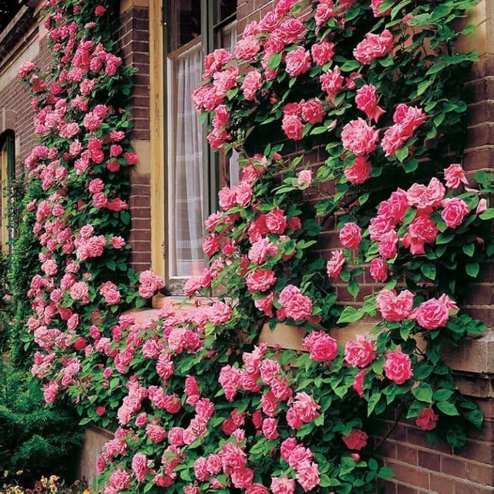 Rosa spp. Seeds – Mixed Climbing