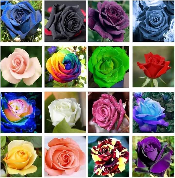Rosa spp. Seeds – Mixed Rose Colors