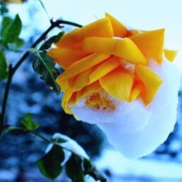 Rosa spp. Seeds – Orange Snow