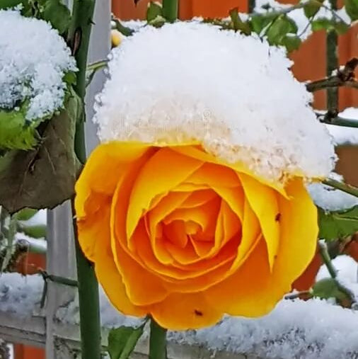 Rosa spp. Seeds – Orange Snow