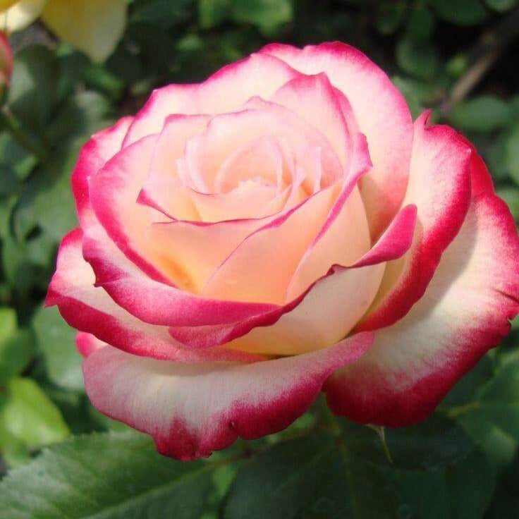 Rosa spp. Seeds – Pale Pink Osiria