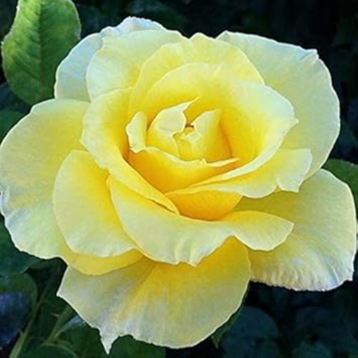 Rosa spp. Seeds – Pale Yellow