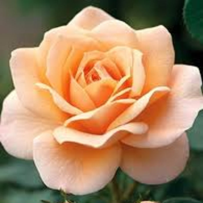 Rosa spp. Seeds – Peach