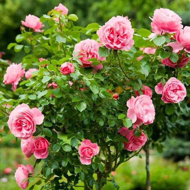 Rosa spp. Seeds – Pink Rose Tree