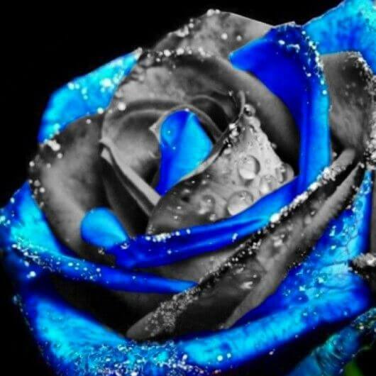 Rosa spp. Seeds – Purple Black Rose