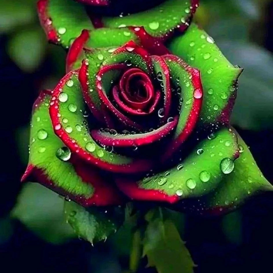 Rosa spp. Seeds – Red & Green