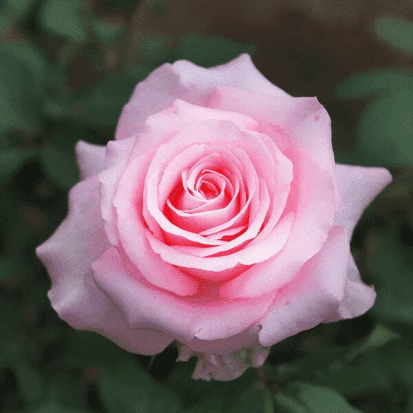 Rosa spp. Seeds – Multi-Color Rose Mix Light Pink