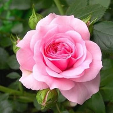 Rosa spp. Seeds – Baby Pink Dragon