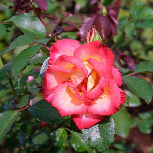 Rosa spp. Seeds – Betty Boop
