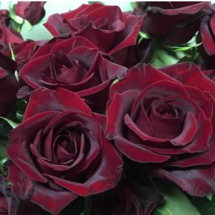 Rosa spp. Seeds – Black Maroon