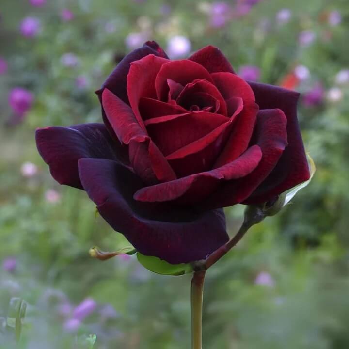 Rosa spp. Seeds – Black Maroon