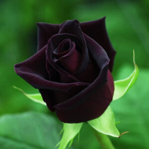 Rosa spp. Seeds – Black Red Climbing