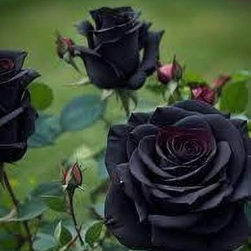 Rosa spp. Seeds – Black Rose