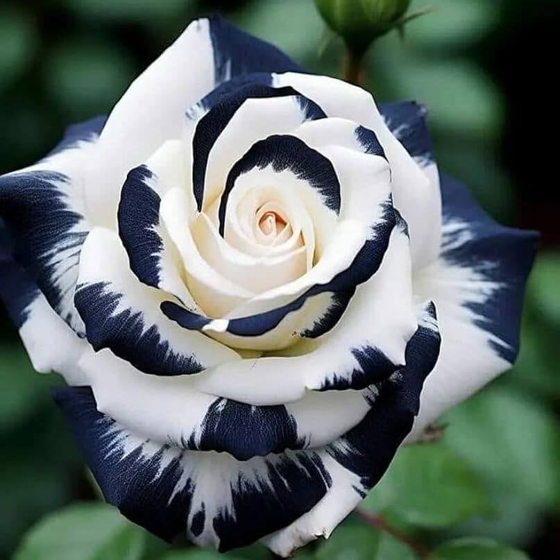 Rosa spp. Seeds – Black & White