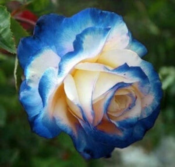 Rosa spp. Seeds – Blue Cream