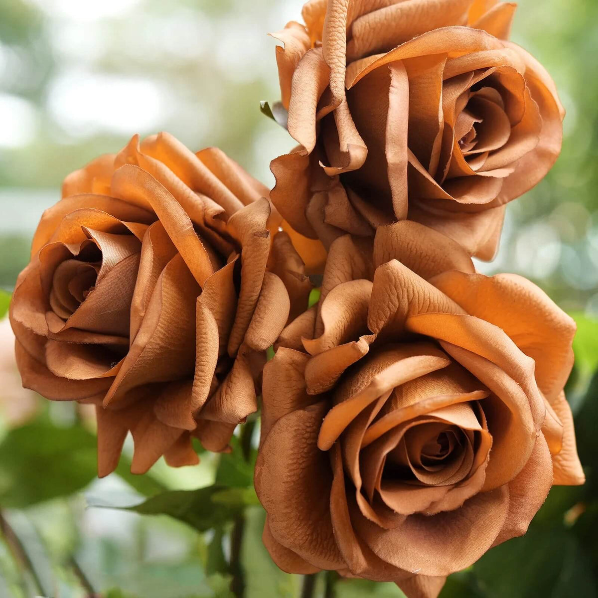 Rosa spp. Seeds – Brown 