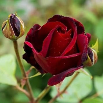 Rosa spp. Seeds – Burgundy
