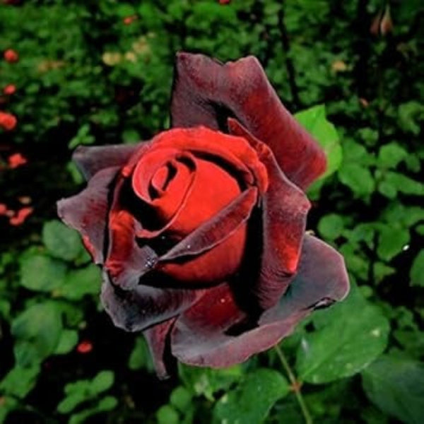 Rosa spp. Seeds – Burgundy
