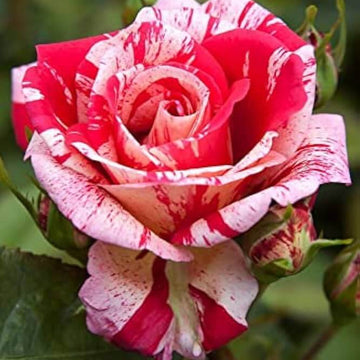 Rosa spp. Seeds – Candy Stripe