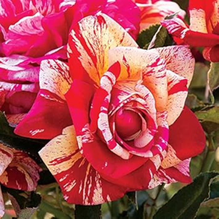 Rosa spp. Seeds – Cream Red Spirit