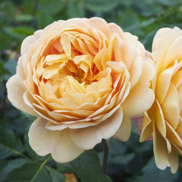Rosa spp. Seeds – Cream Rose