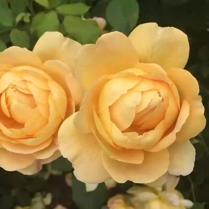 Rosa spp. Seeds – Cream Rose