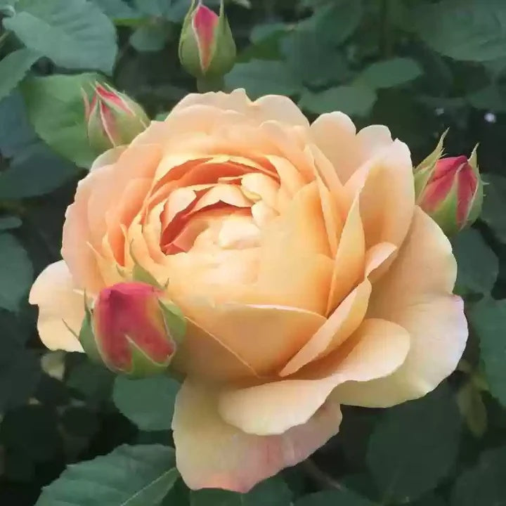 Rosa spp. Seeds – Cream Rose