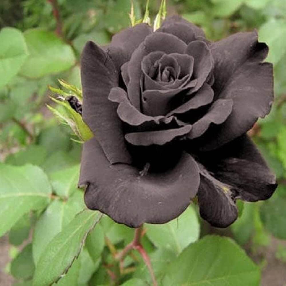 Rosa spp. Seeds – Dark Grey