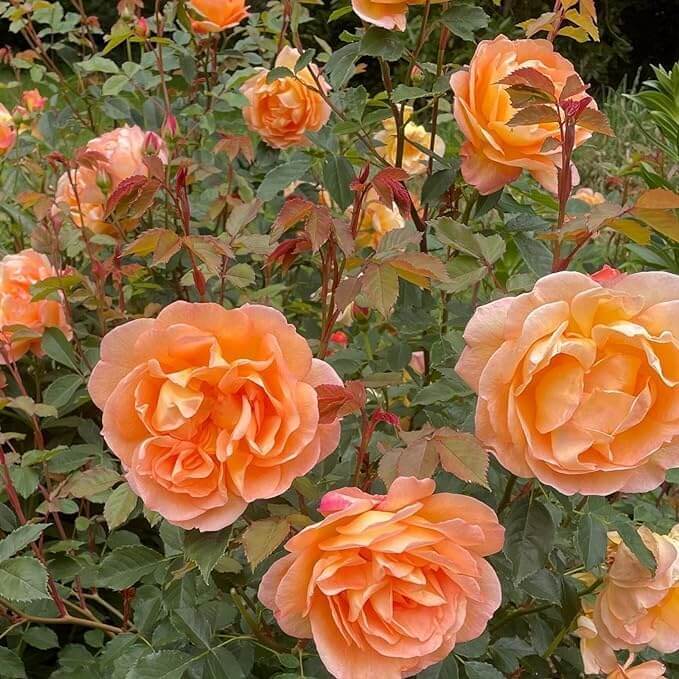 Rosa spp. Seeds – Dark Orange Climbing