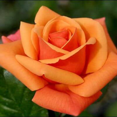 Rosa spp. Seeds – Dark Orange Osiria