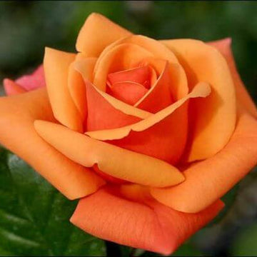 Rosa spp. Seeds – Dark Orange Osiria