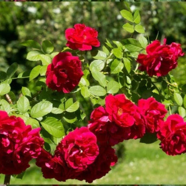 Rosa spp. Seeds – Dark Red Climbing