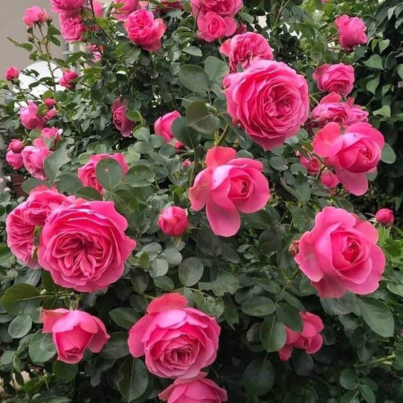 Rosa spp. Seeds – Deep Pink Climbing