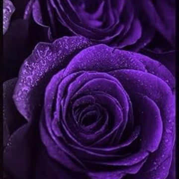 Rosa spp. Seeds – Deep Purple