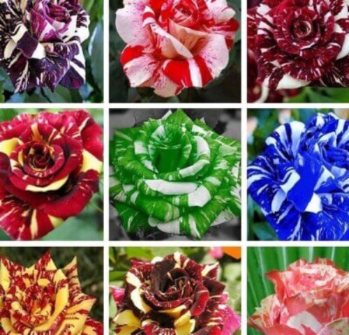 Rosa spp. Seeds – Dragon Rose Mixed