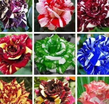 Rosa spp. Seeds – Dragon Rose Mixed