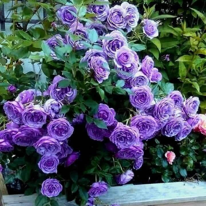 Rosa spp. Seeds – Fresh Violet