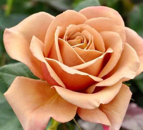 Rosa spp. Seeds – Gold Rose