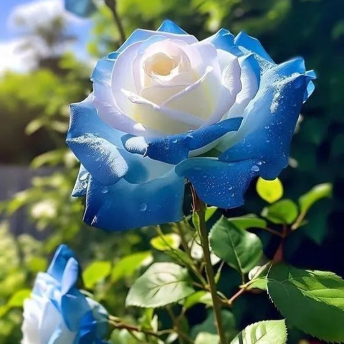 Rosa spp. Seeds – Ice Blue