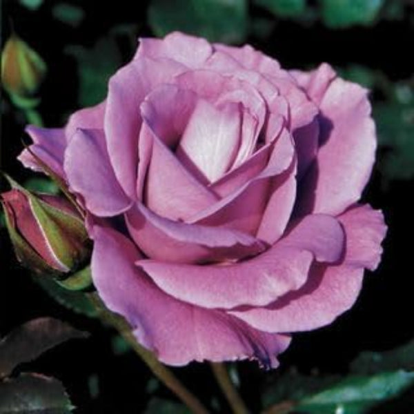 Rosa spp. Seeds – Lavender