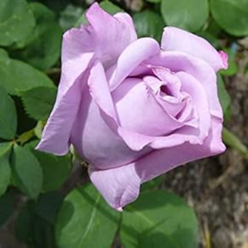 Rosa spp. Seeds – Lavender