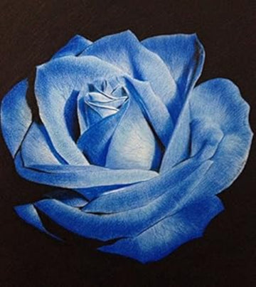 Rosa spp. Seeds – Light Blue Osiria