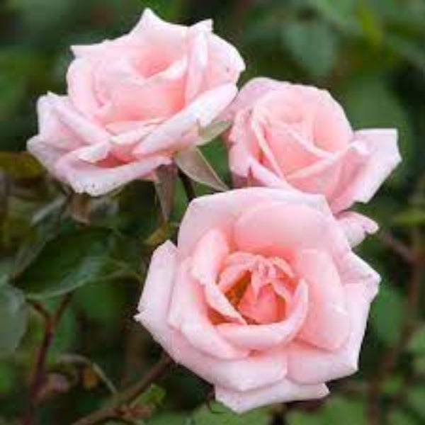 Rosa spp. Seeds – Light Pale Pink