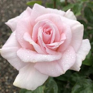 Rosa spp. Seeds – Light Pale Pink