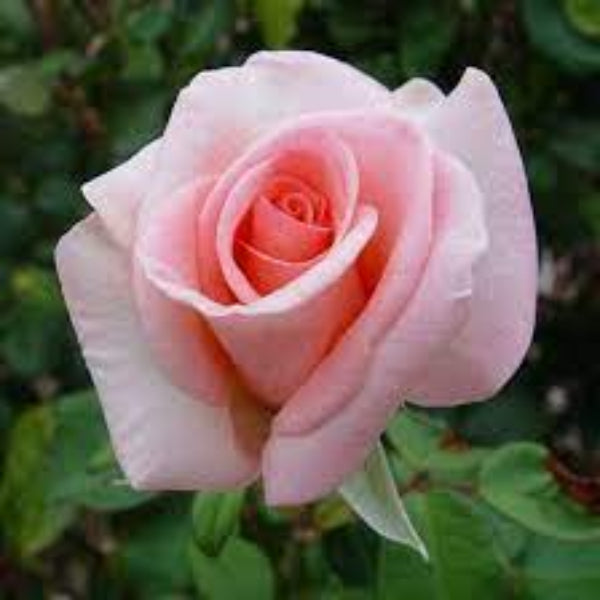 Rosa spp. Seeds – Light Pale Pink